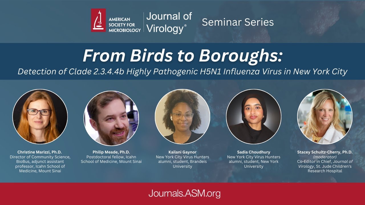 From Birds to Boroughs: Detection of Clade 2.3.4.4b Highly Pathogenic H5N1 Influenza Virus in NYC