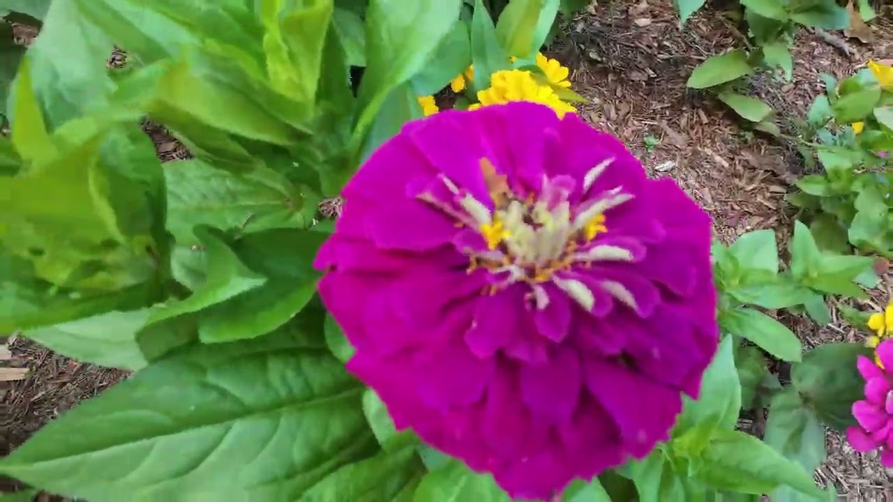 Sydney Royal Botanical Garden