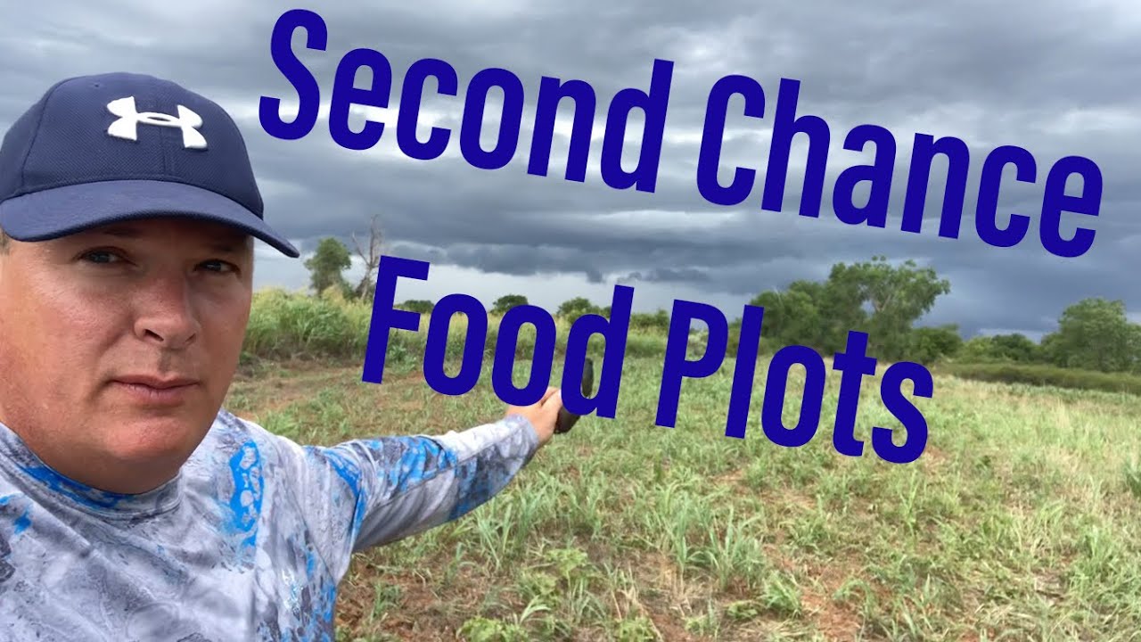 Second Chance Food Plots and Update on Green Cover Seed Summer Release #foodplots #greencoverseed