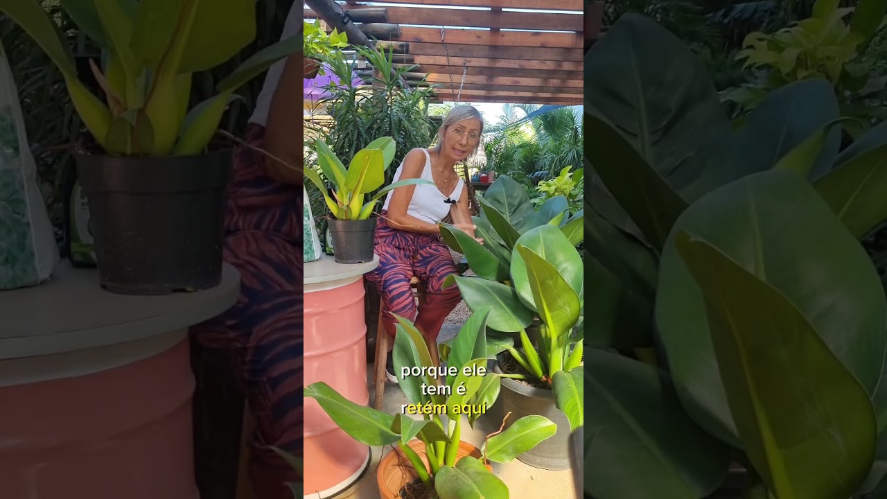 Pacov&aacute; na meia sombra | Fl&aacute;via Kremer   #plantas #pacova #plantademeiasombra