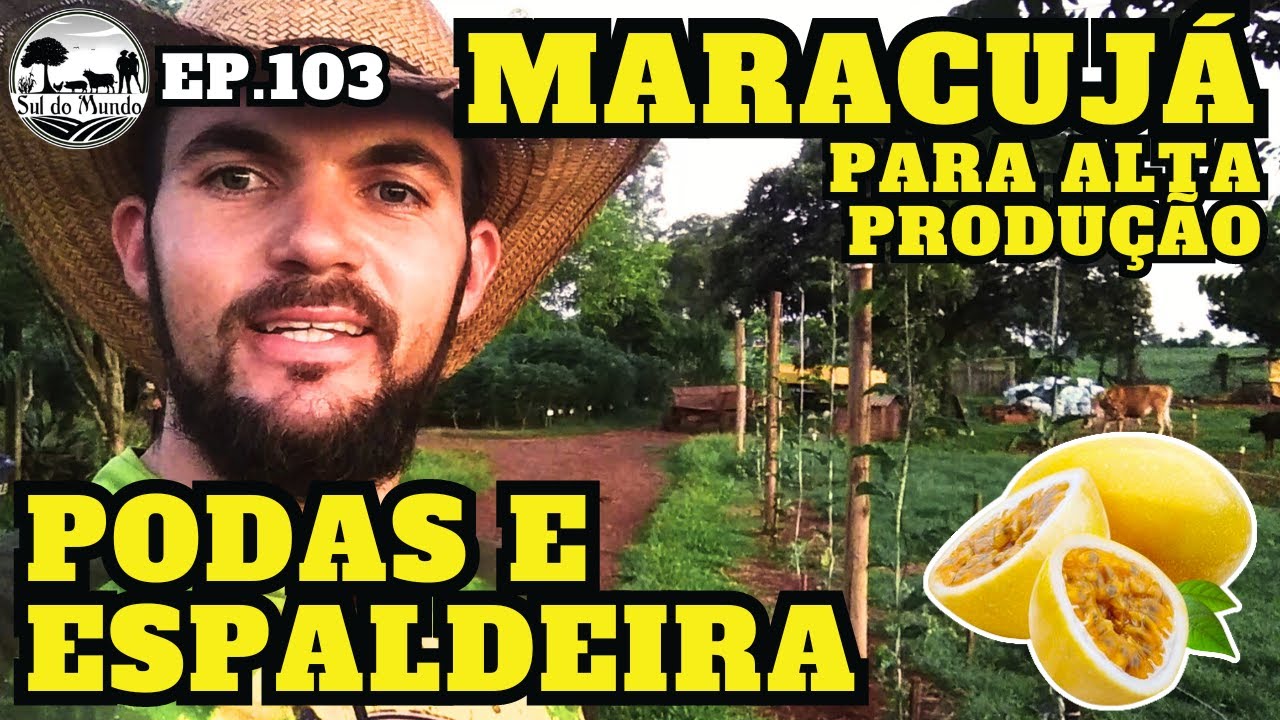 ✅ [COMO PRODUZIR] MUITO MARACUJÁ / PODAS E CONSTRUÇÃO DA ESPALDEIRA