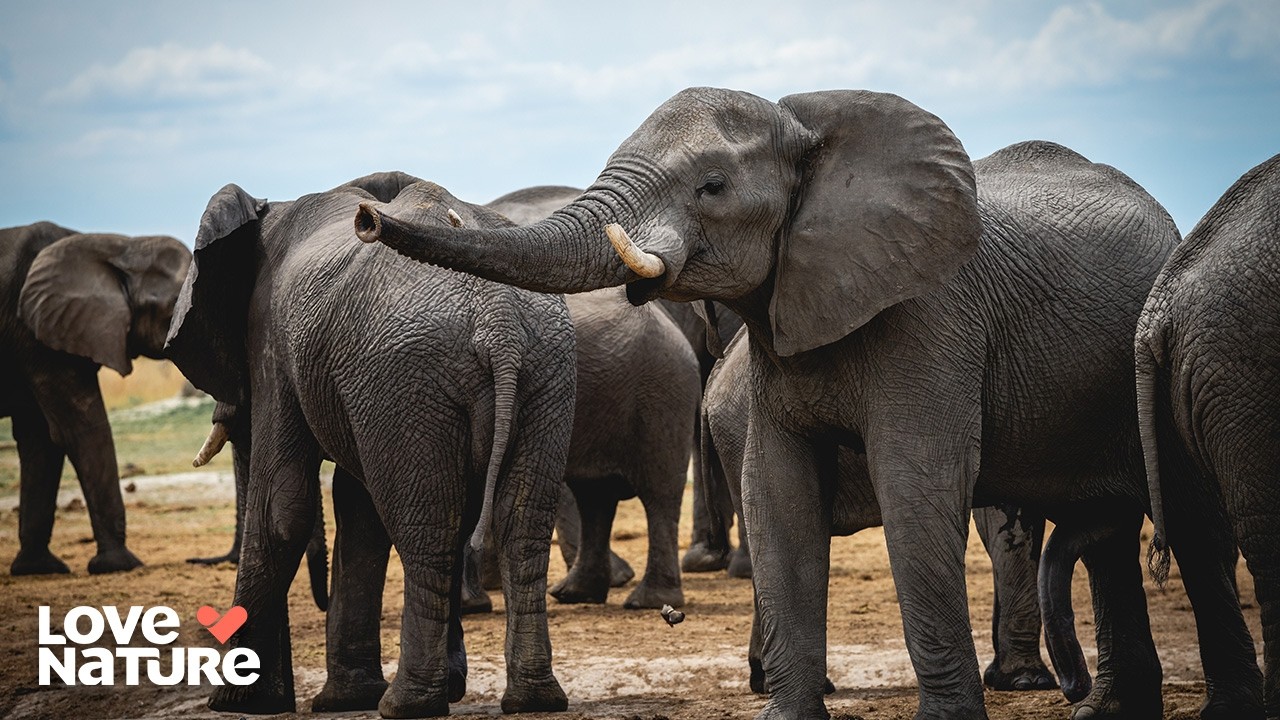 Elephants Meet Great White Sharks | Great Parks of Africa 101