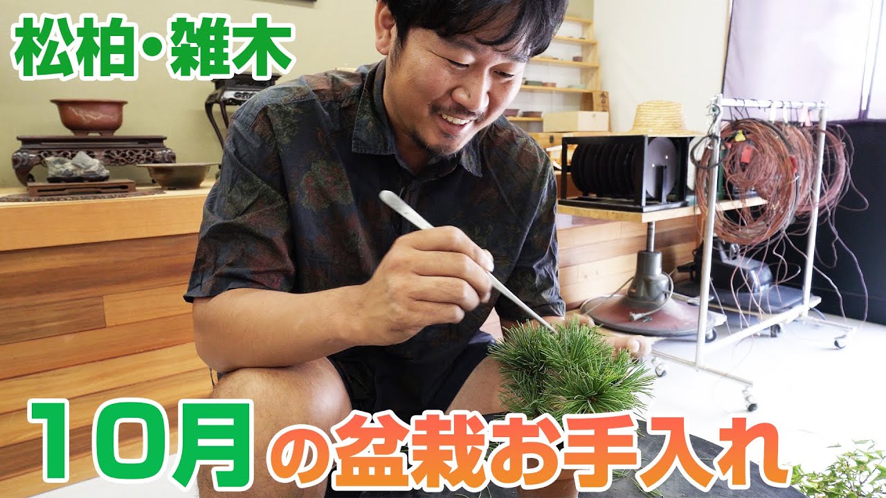 【10月版】松柏・雑木のお手入れ