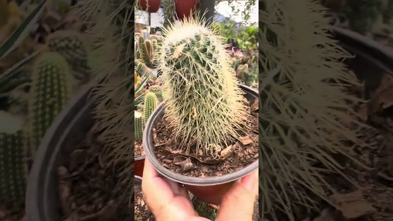  Visitando un vivero 