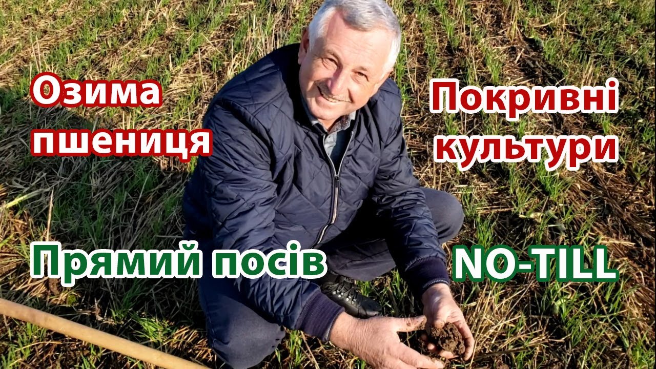 Озимая пшеница после покровных культур. Прямой посев. No-till.
