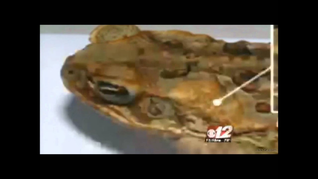 Bufo Toad Danger In Port Saint Lucie - Dr. Borrego Featured On CBS News 12