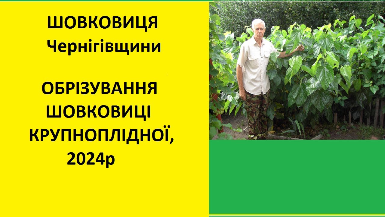 Обрізування шовковиці крупноплідної в 2024р.