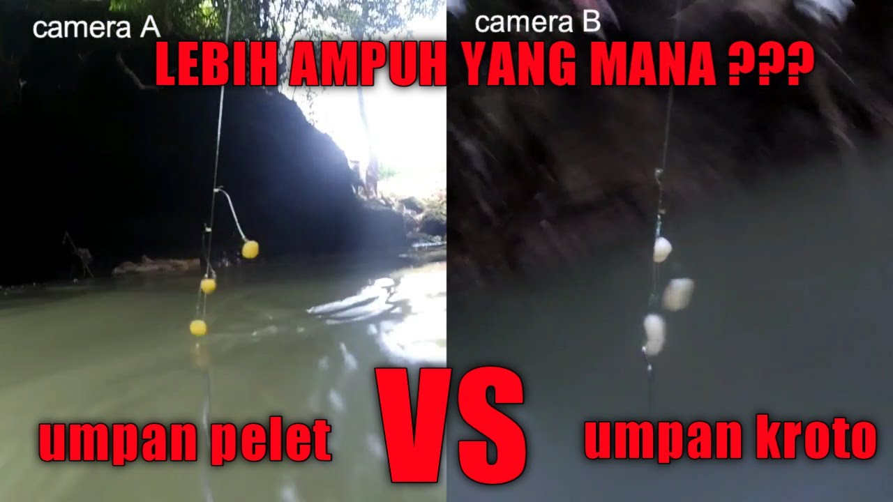 pilih mana umpan pelet atau umpan kroto untuk memancing di sungai