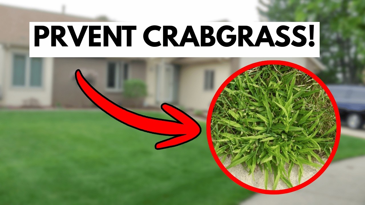How to Prevent Crabgrass in YOUR Lawn | Crabgrass Control