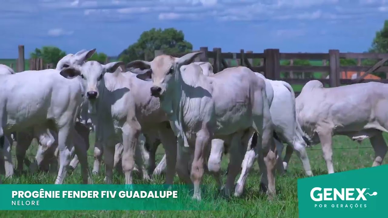 PROGÊNIE FENDER FIV GUADALUPE  - TOURO NELORE PO