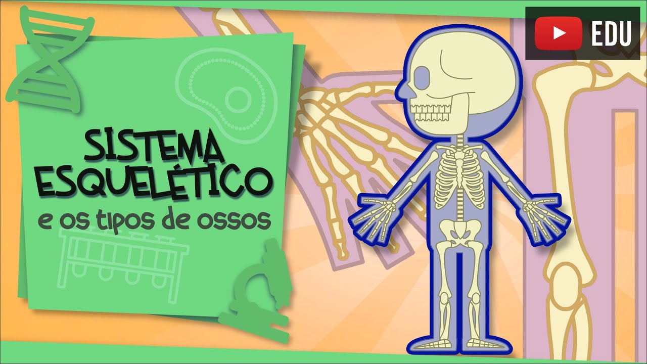 Sistema Esquel&eacute;tico - e os tipos de ossos