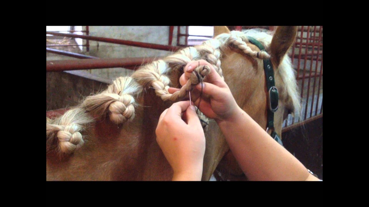 FLETTE VIDEO AF HAFLINGER