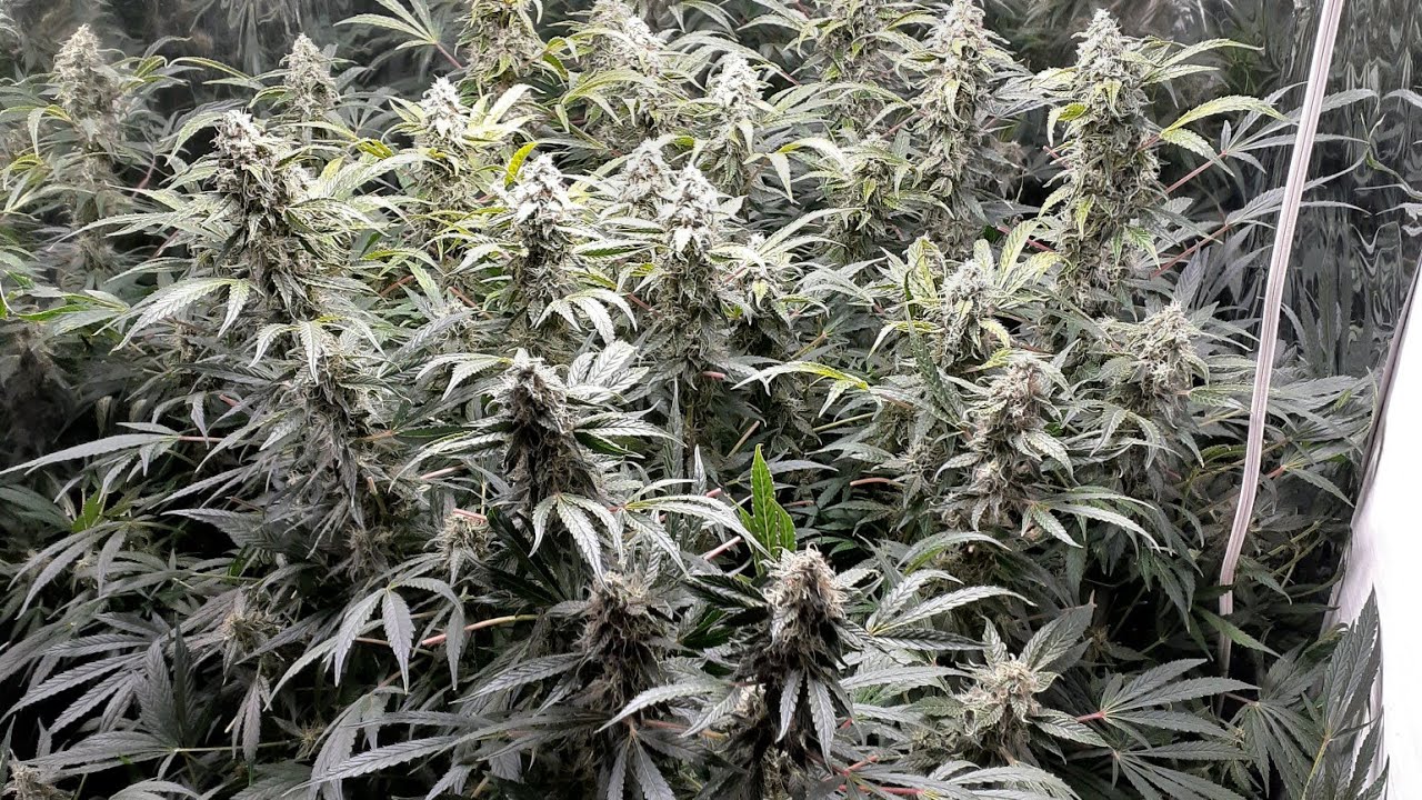 Week 15 Spider farmer SF-1000 medical cannabis grow. THC Bomb autoflower Huge auto