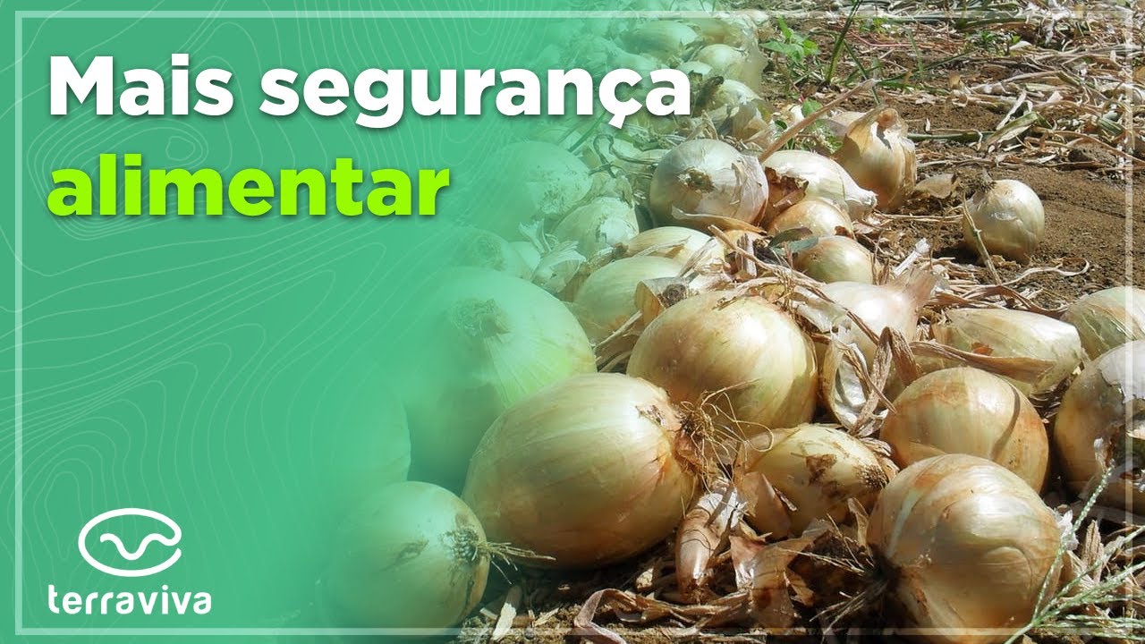 Você sabia que a maior classificação da cebola pode ser alcançada com potássio e aminoácidos?