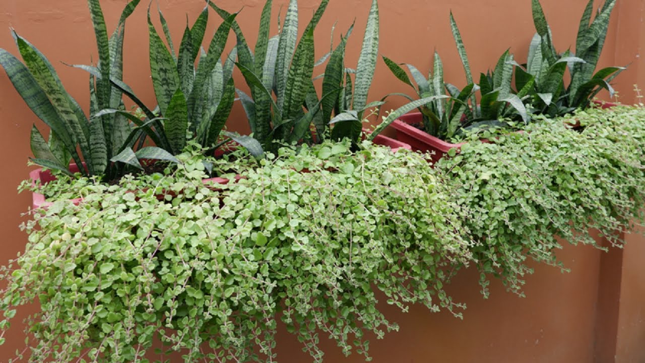 Combined Snake Plants and String of Pillows Arrangement Ideas for Wall Outdoor Hanging at Home