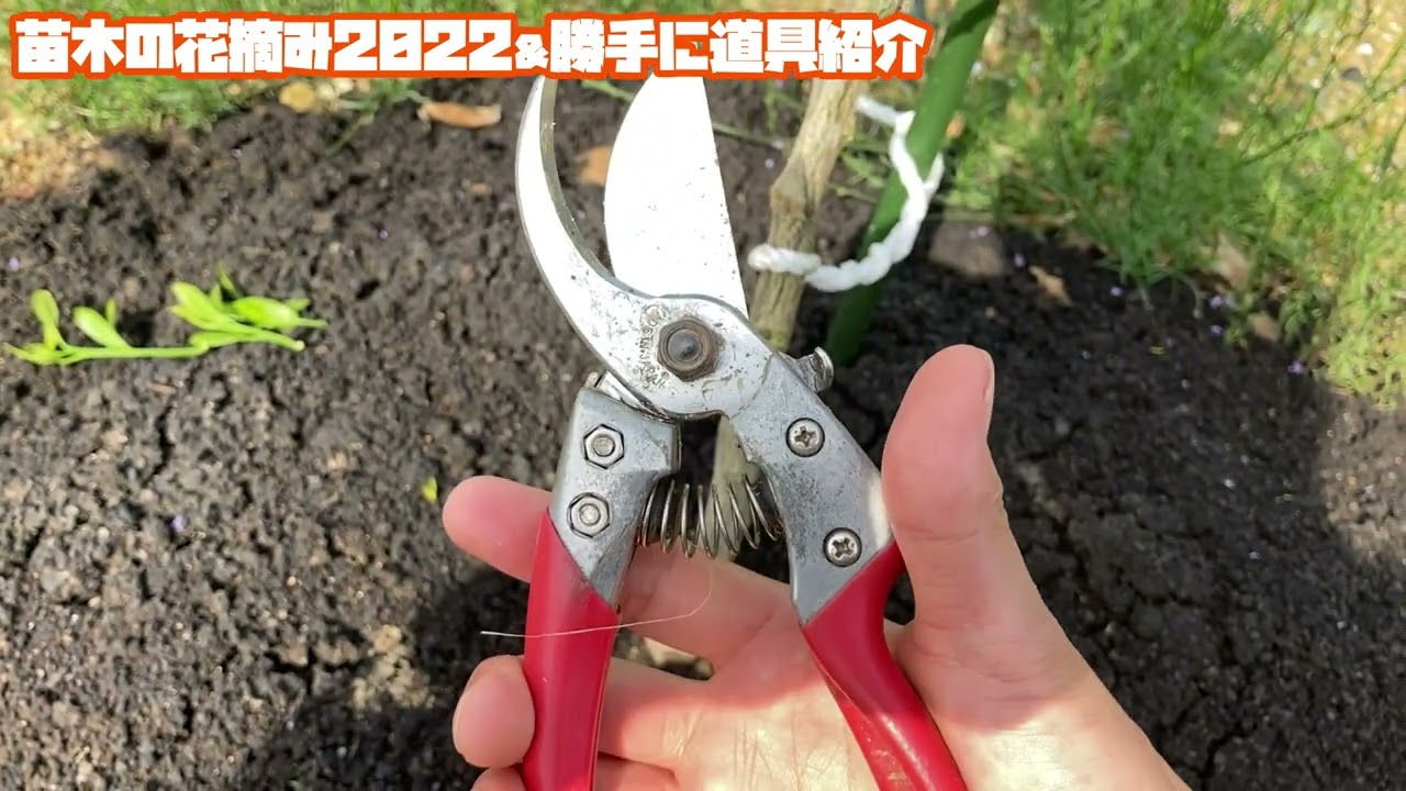 苗木の花摘み＆勝手に道具紹介？！