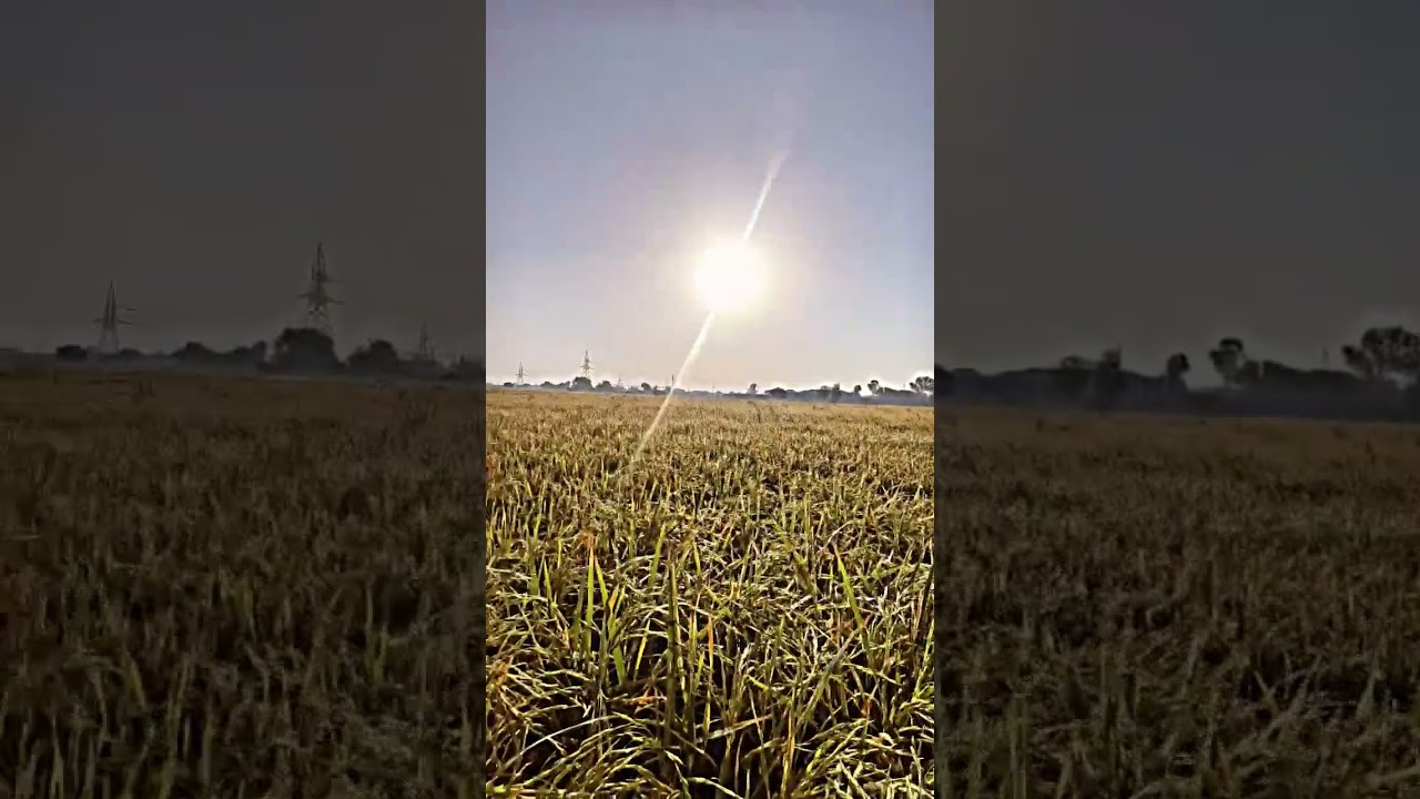 PB1886 #farming #agriculture #wheat #winterwheat #farmer #nature #trending #village #rice