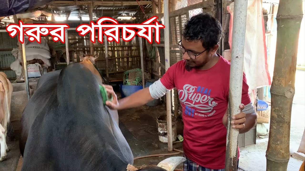 Cattle Care || Khamar Bari Agro || Cow Farm in Bangladesh
