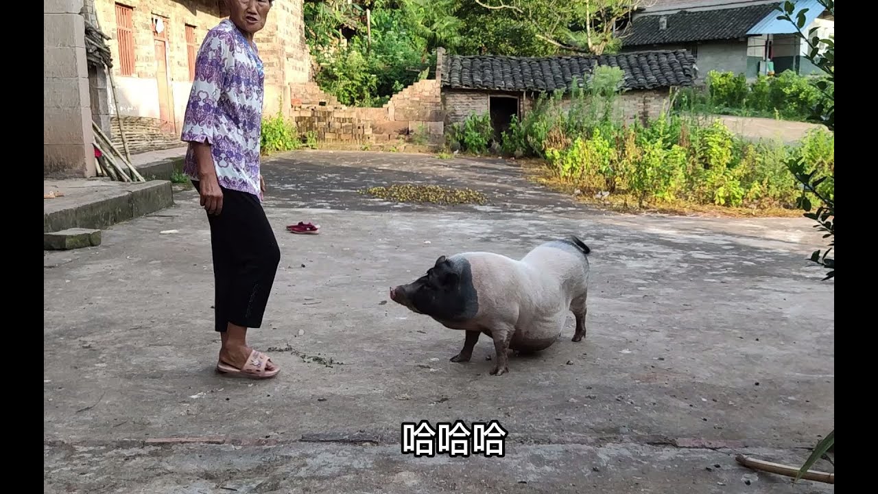 这头猪为了找邻居要吃的，天黑才回家