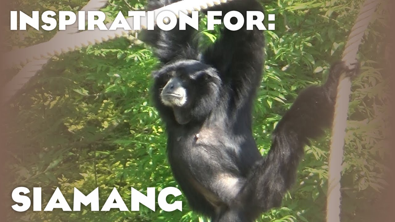 6 Real Siamang Habitats! (Planet Zoo Inspiration)