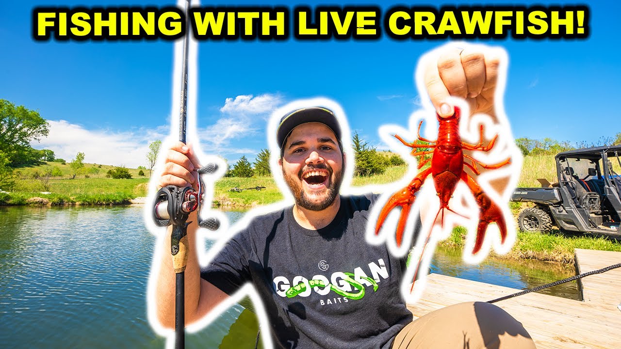 Fishing with GIANT LIVE CRAWFISH in My BACKYARD POND!