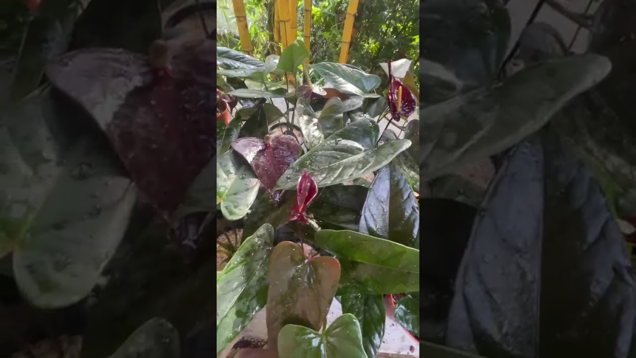 මෙයාලා තමා කලු ලොවේ ගනන්කාරයෝ..#anthuriymflower#a[-uriumwagawasinhala#fypviral#0765647812
