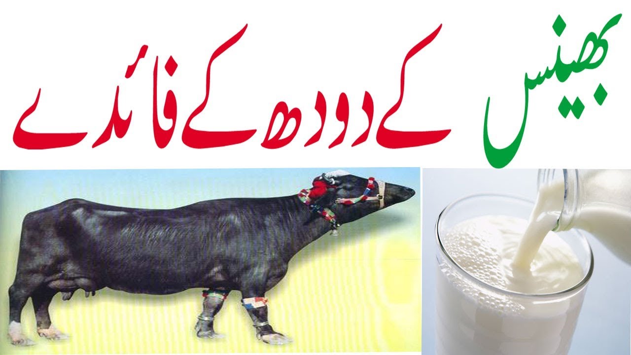 bhains k dodh k faiday [buffalo milk benifits |Hikmat o Marfat