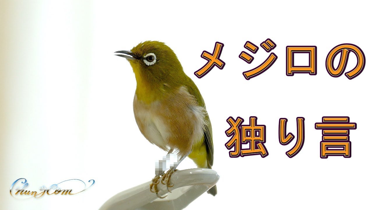 【4K】メジロの独り言