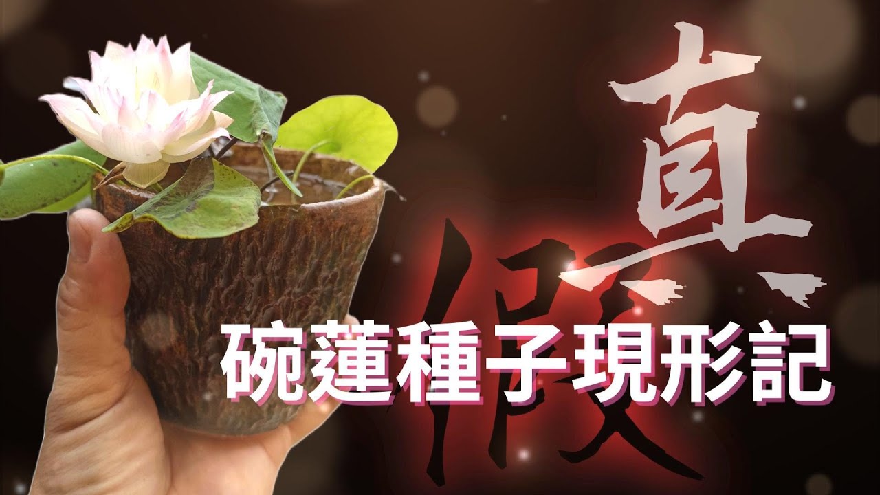 居家種植睡蓮、荷花 EP15 - 碗蓮種子現形記 How to tell the difference between real and fake micro lotus seeds
