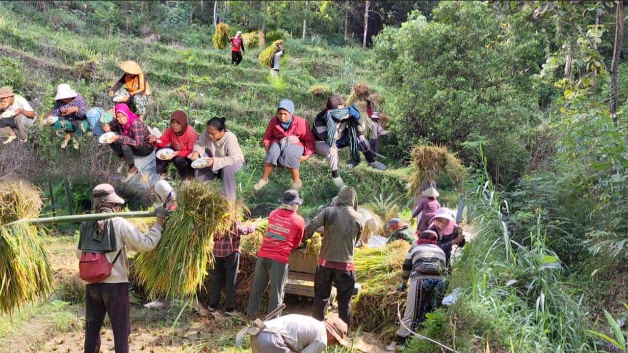 tiba waktunya  panen bergilir ,warga bergotong royong panen padi sawah gunung