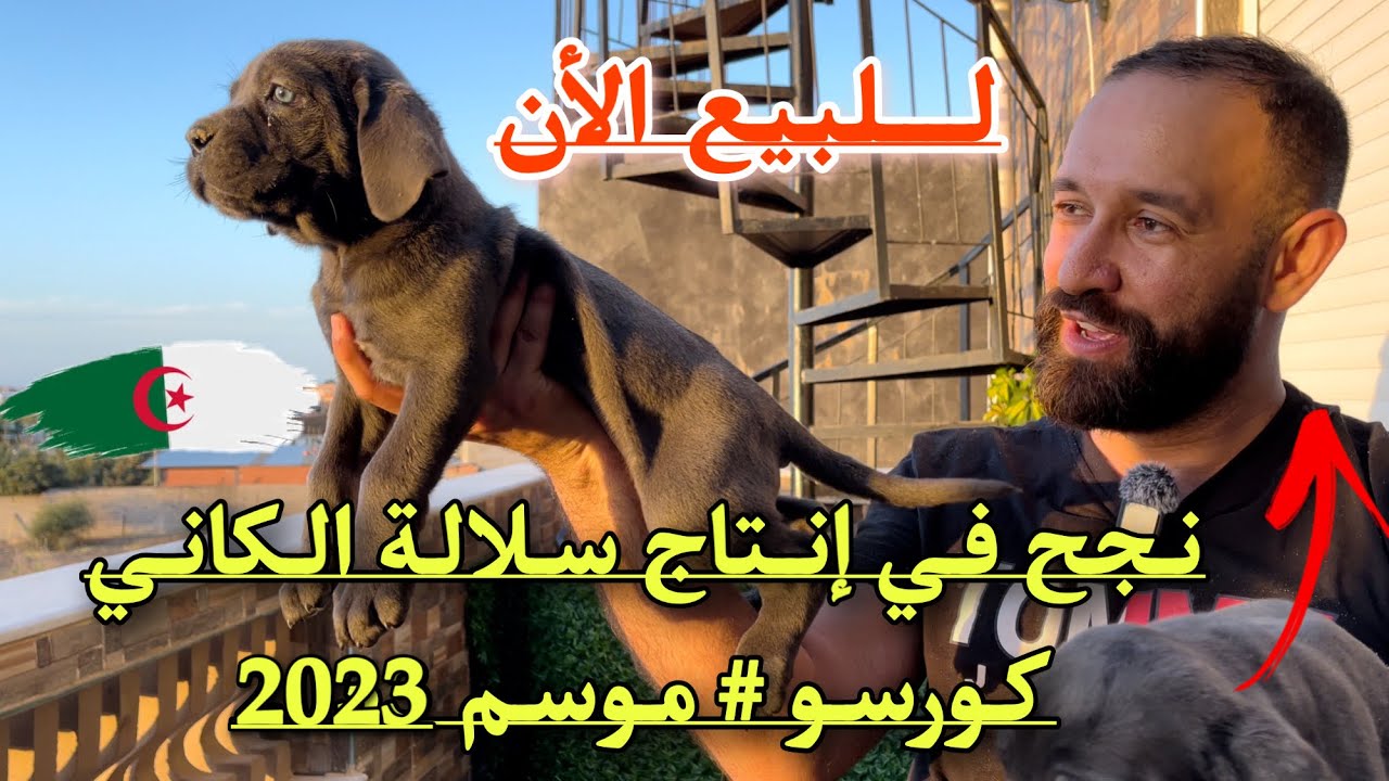 الجزائري معاشة علي ينجح في إنتاج جراء سلالة الكاني كورسو النادرة في الجزائر  القادمة من موسكو 🇷🇺