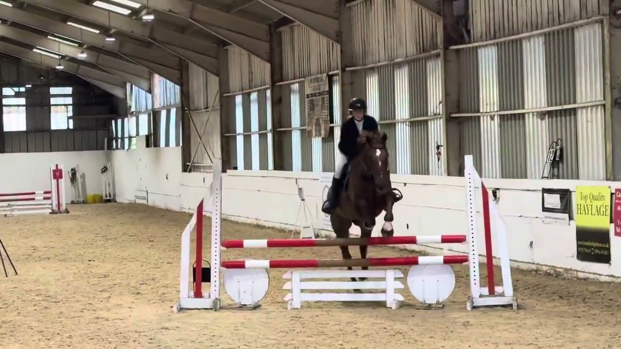 Sparkie showjumping