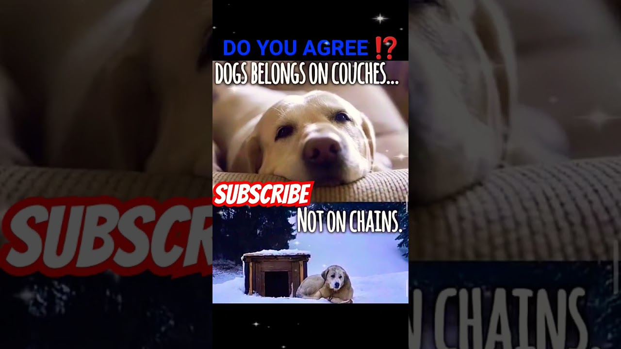 STOP Dog Abuse 