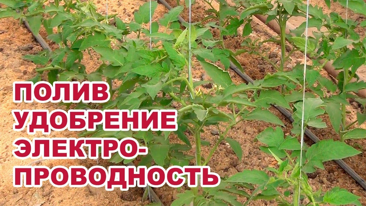 Полив, удобрение, электропроводность для сдерживания вегетативного роста (03-08-2018)