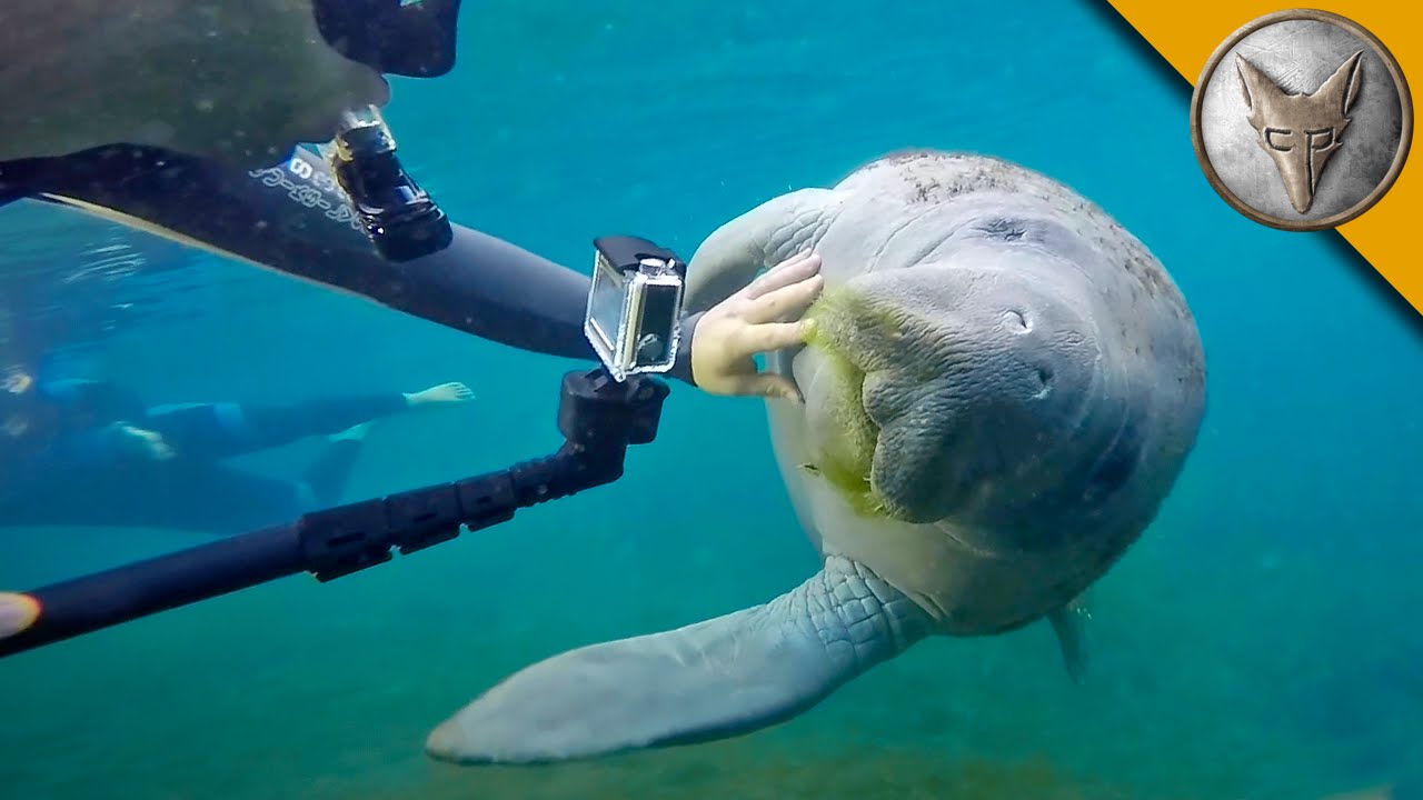 Manatees LOVE Video Cameras!
