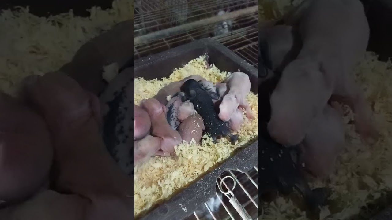 الخصوبة، عدد المواليد، الرضاعة، والتحويل ولا واحد فيهم بيظبط بالصدفة