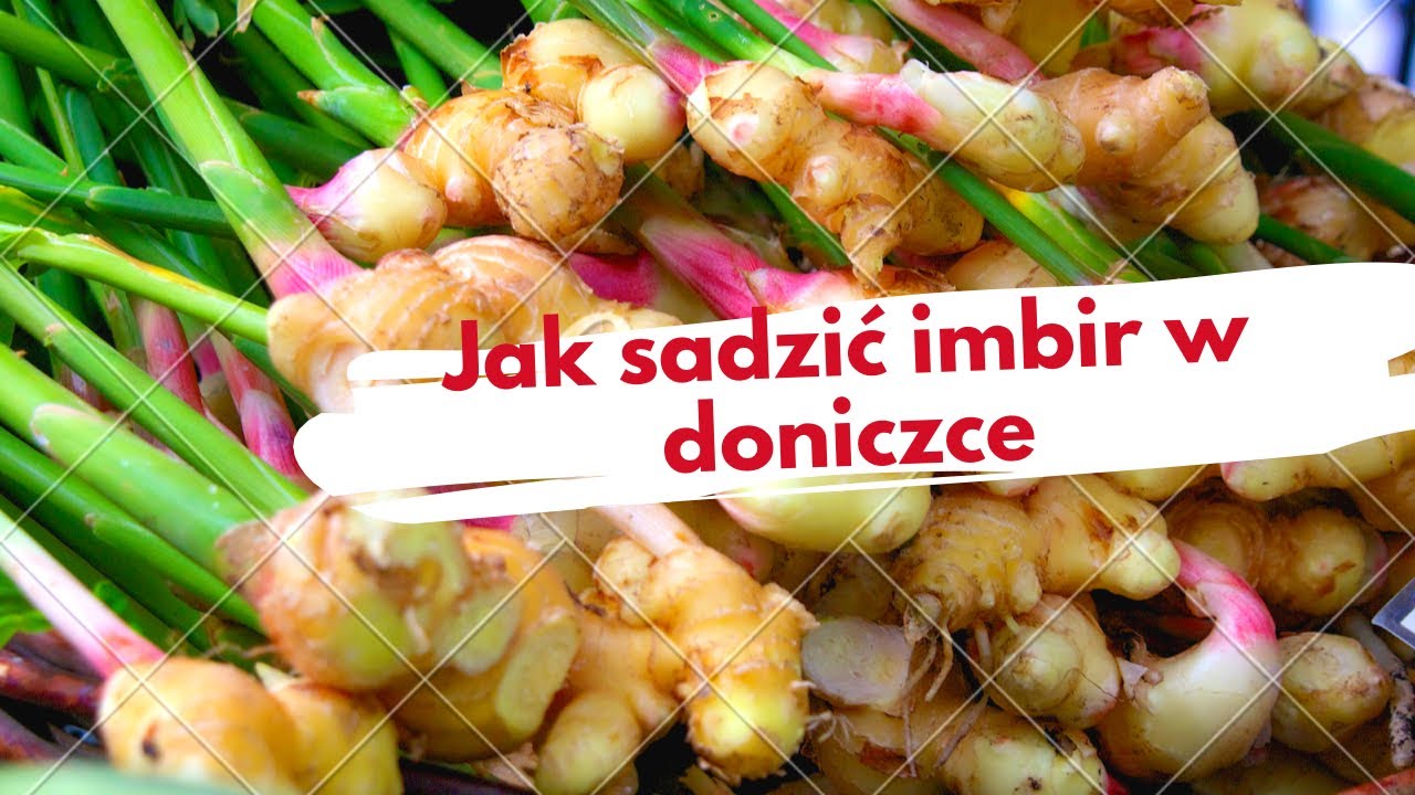 Jak sadzić imbir. Jak uprawiać imbir w doniczce?