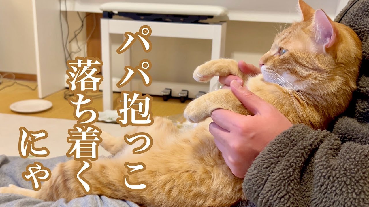 猫と過ごす穏やかな年末年始　peaceful life in old Japanese house with cat