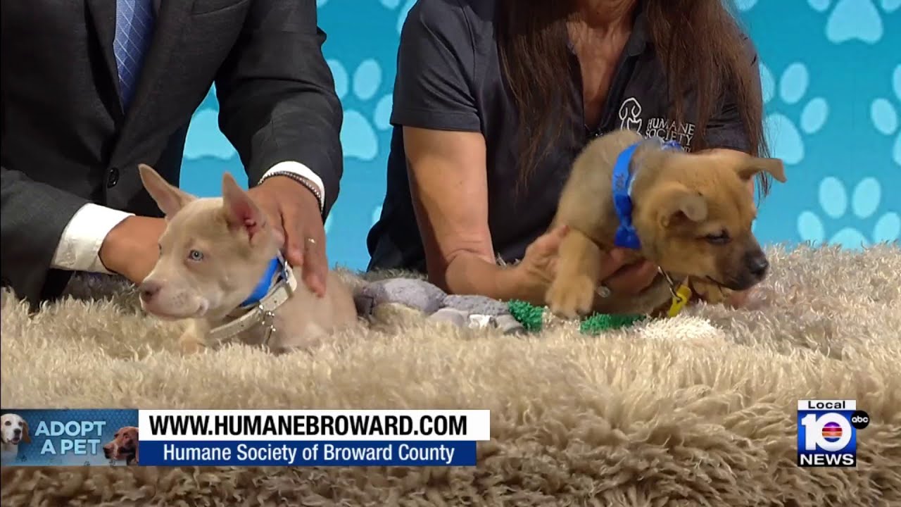 2 Broward pups in need of loving homes