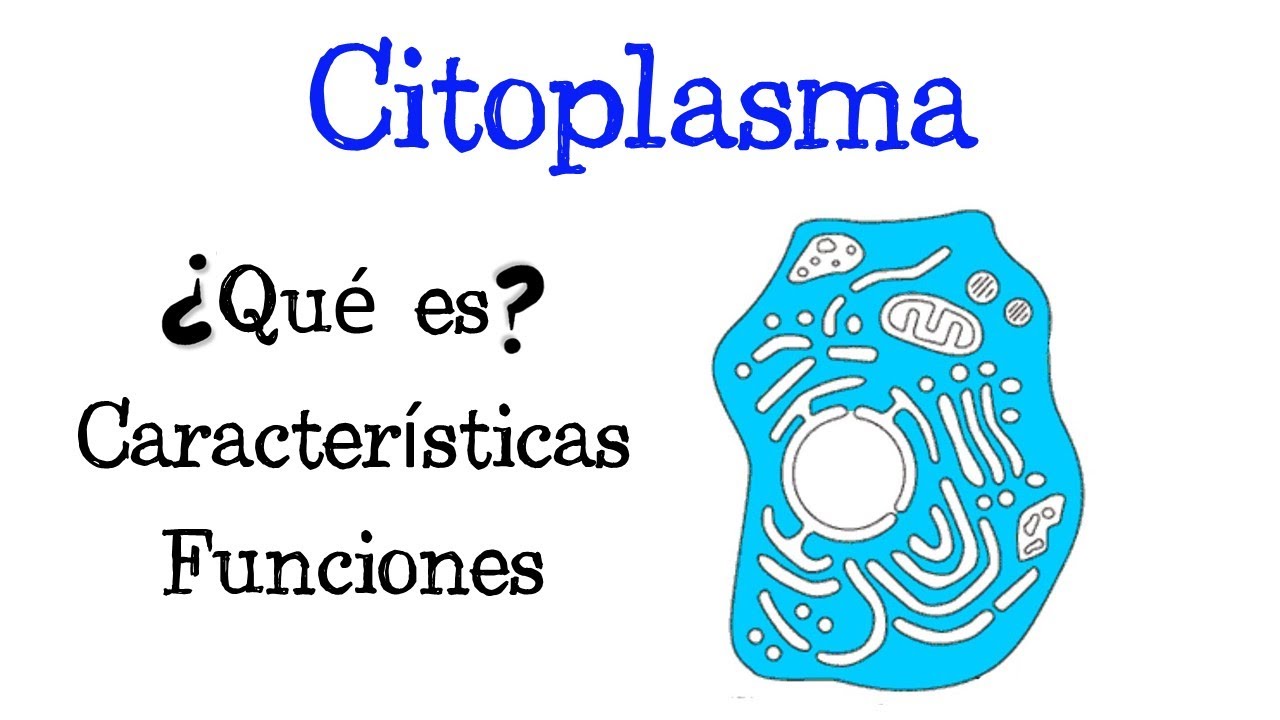 🌐 &iquest;Qu&eacute; es el Citoplasma?💥 Caracter&iacute;sticas, Funciones, Citosol  [F&aacute;cil y R&aacute;pido] | BIOLOG&Iacute;A |