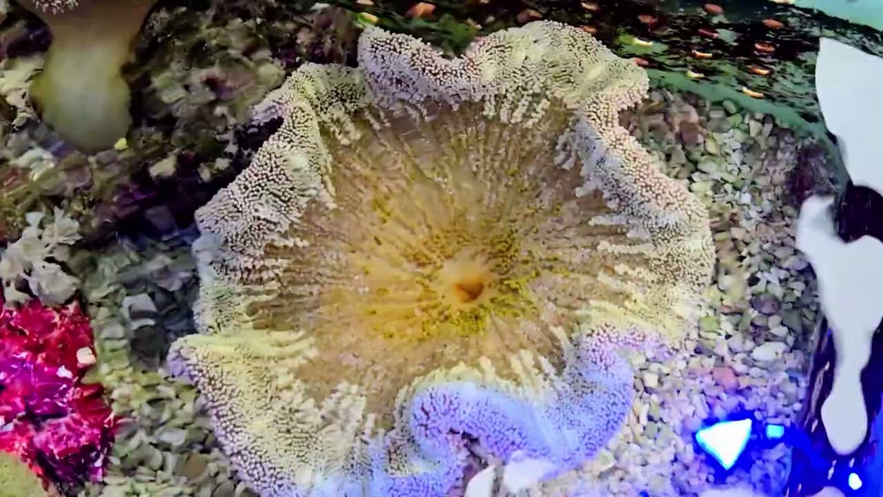 Carpet Anemone Sunlight/LED