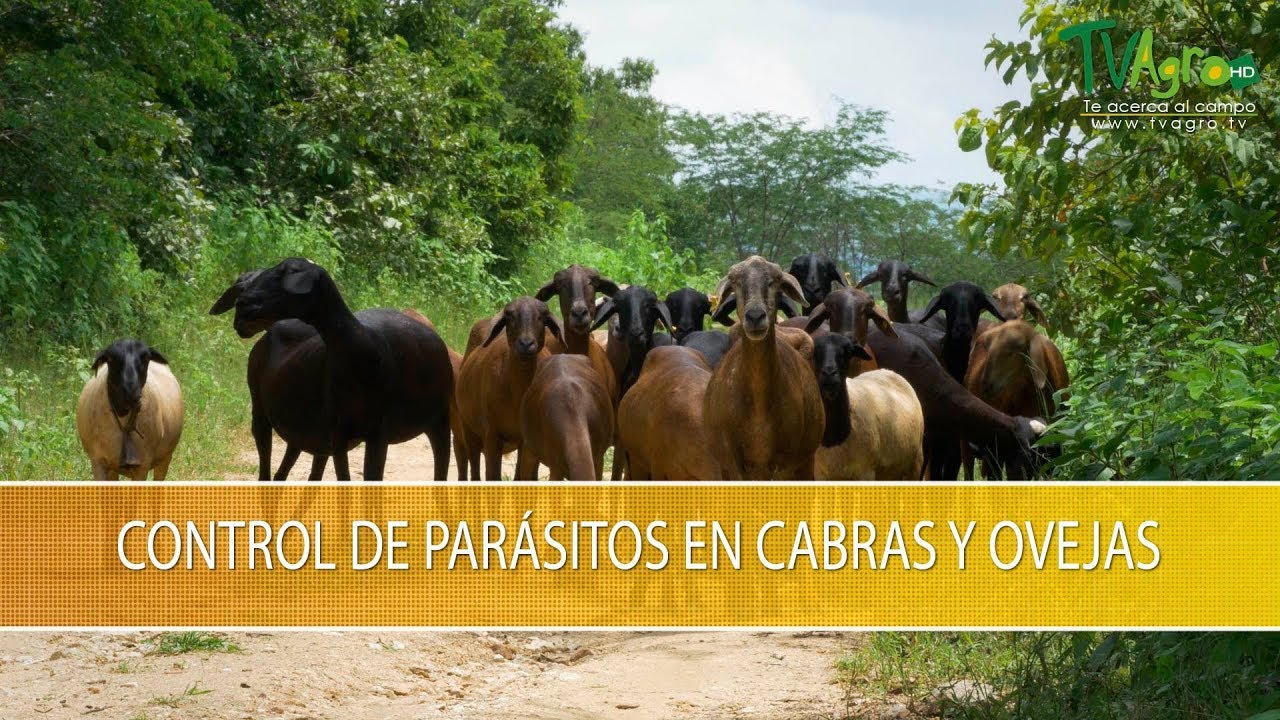 Control de Parasitos en Cabras y Ovejas- TvAgro por Juan Gonzalo Angel Restrepo