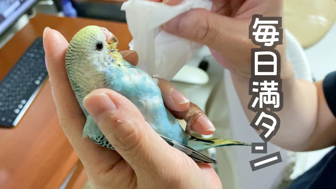 放鳥スタート、着地の練習、限界まで食べようとするインコ【セキセイインコ　雛　生後１ヵ月】