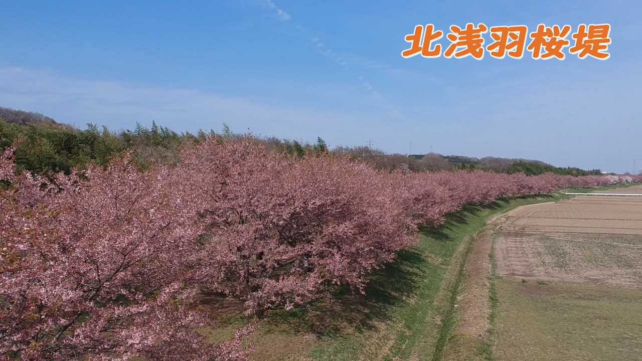 北浅羽桜堤