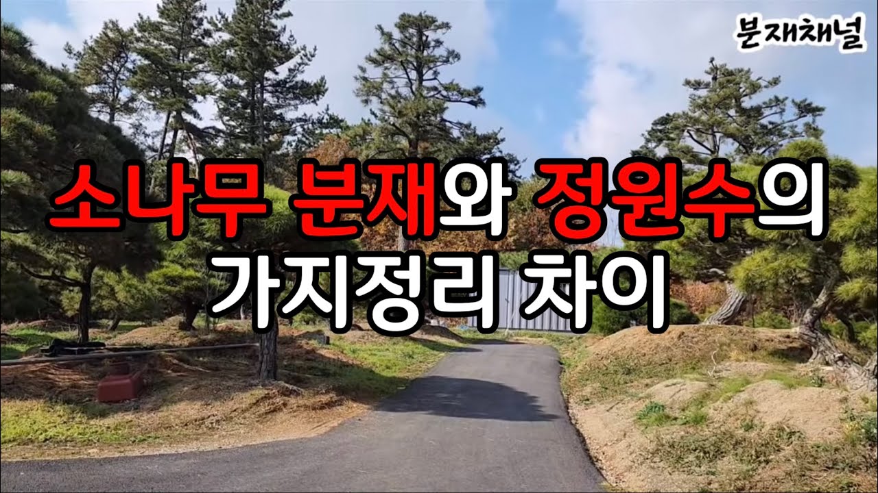 분재관리 351강 소나무 분재와 정원수의 가지정리 차이