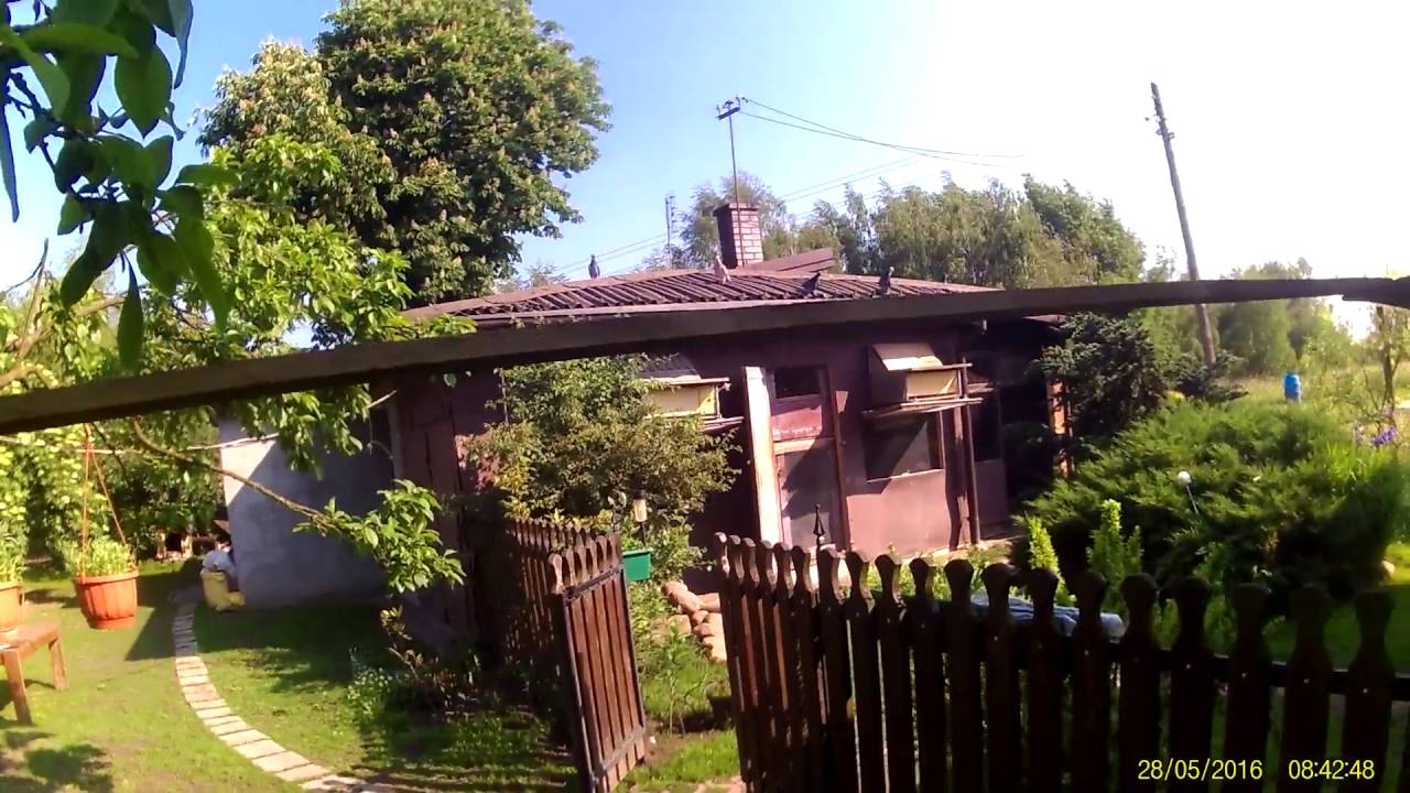 Pierwszy oblot gołębi młodych