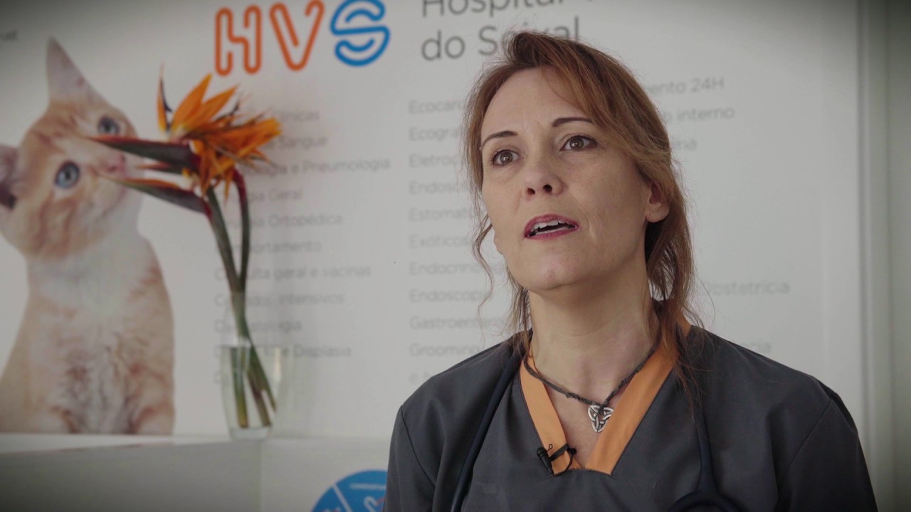 OneVet | Animais Anónimos RTP1 - Hospital Veterinário do Seixal