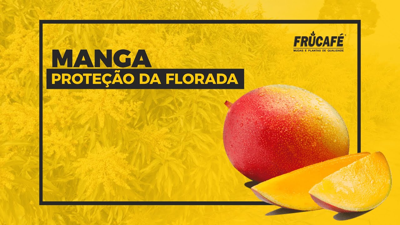 Por quê Proteger a Florada e os Frutinhos Novos da Manga?
