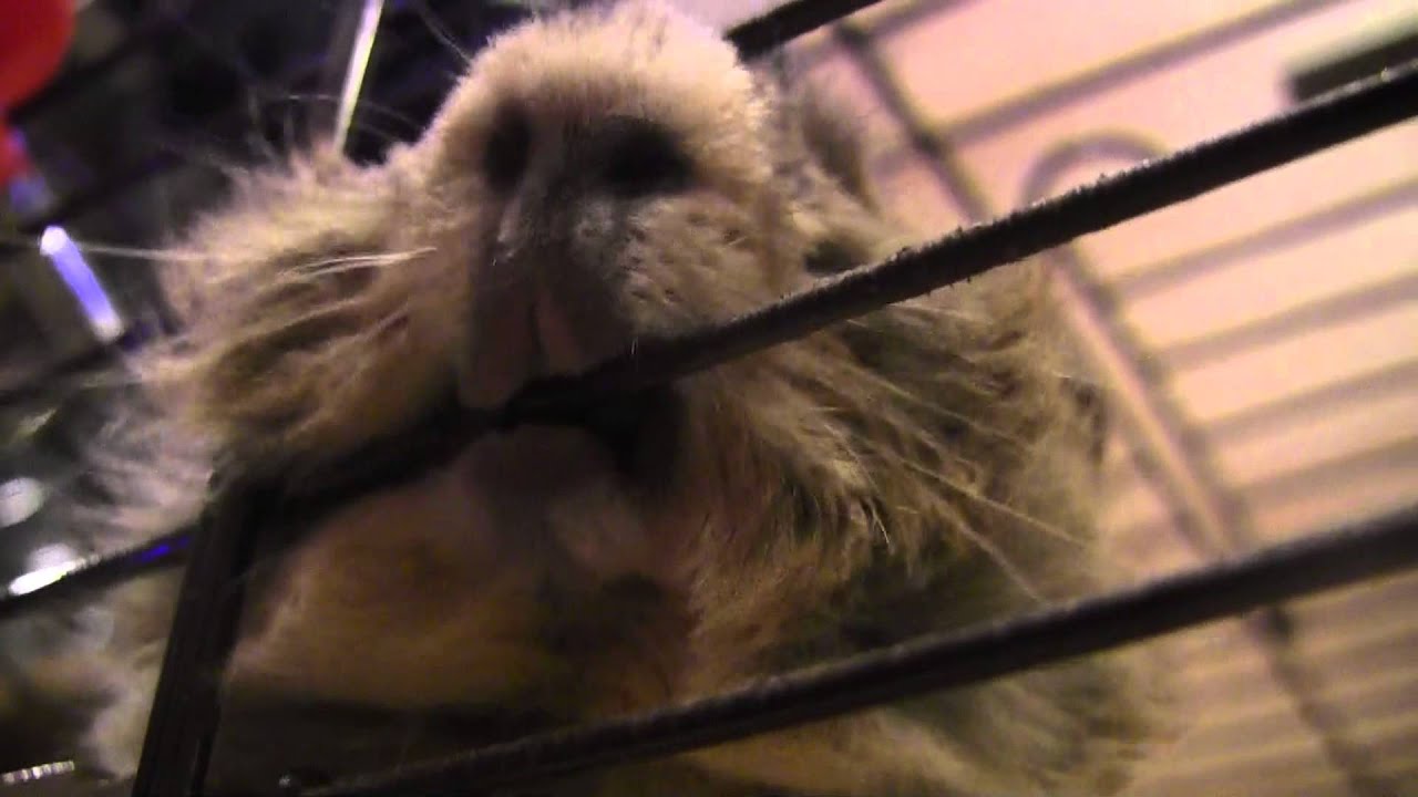 Guinea pig bites cage