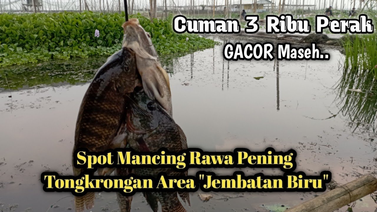 Spot Mancing Ikan Rawa Pening || Biaya Murah Poll || Jembatan Biru